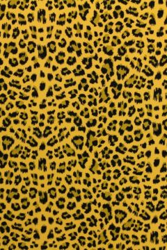 Leopard on Ocher